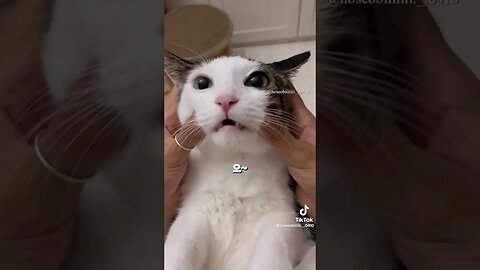 funny cat🥰