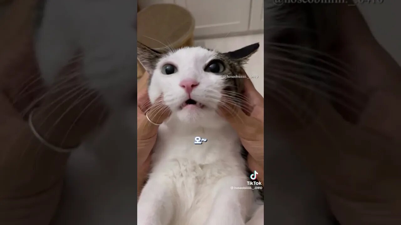 funny cat🥰