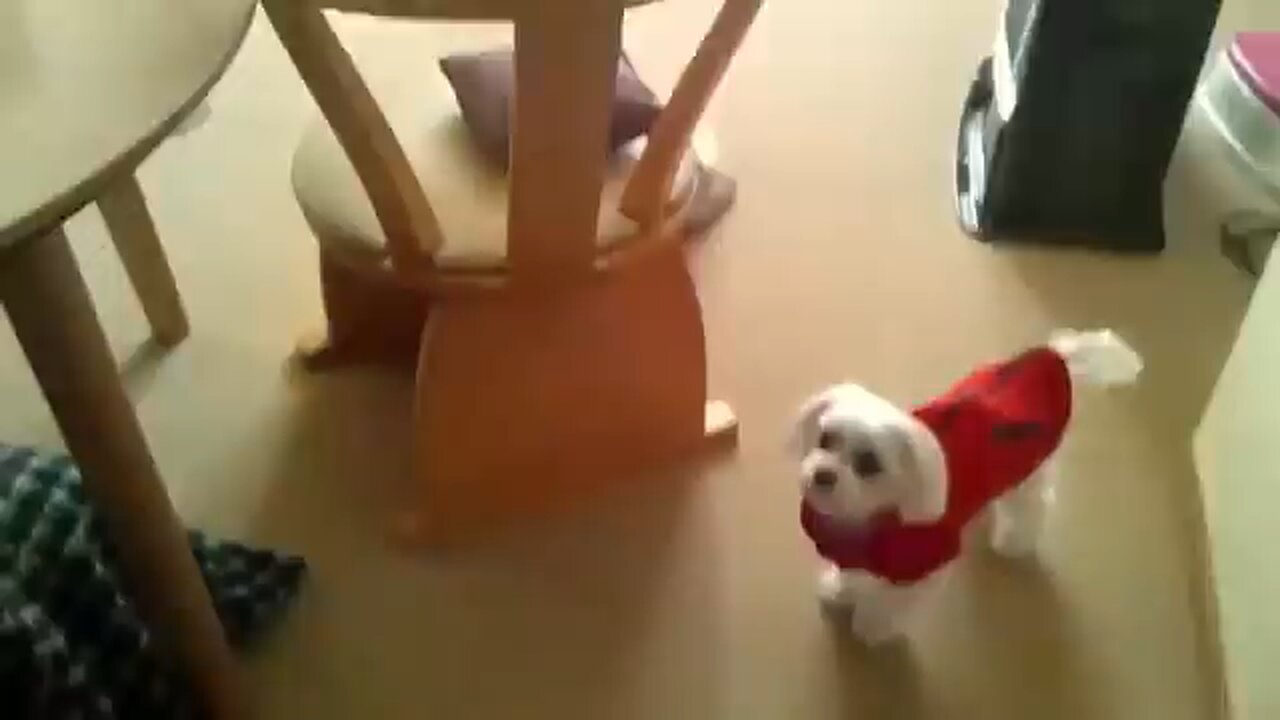 the power of DOG.😎🫡🫡🥰🥰
