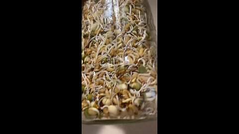 Seed Sprouted Tea For Plants