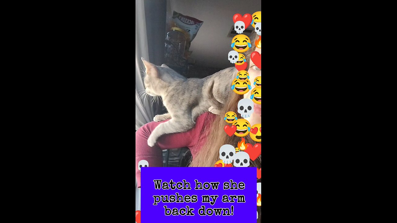 This feline is Spoiled Beyond Measure