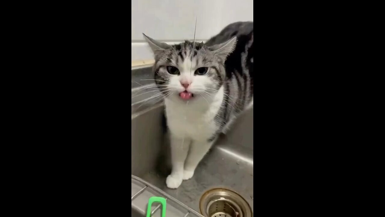 Cute Cat's Drinking water