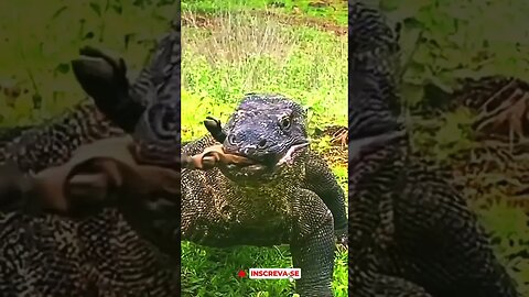 Komodo - impressionante!