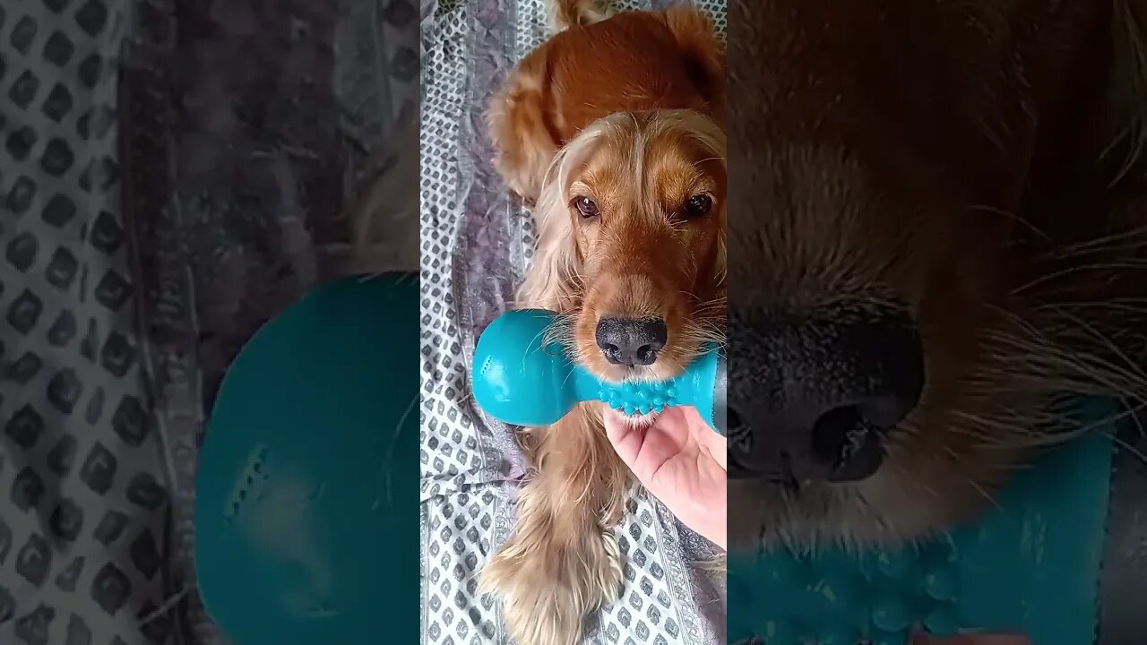 #dogshow , #animals , #dogs , #shorts (2)