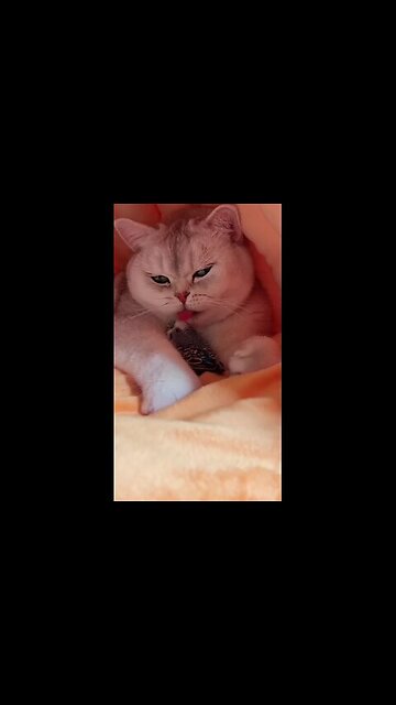 Some kind of fake cat!