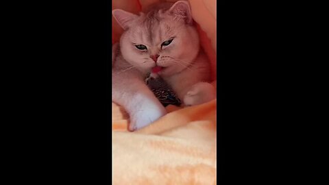 Some kind of fake cat!