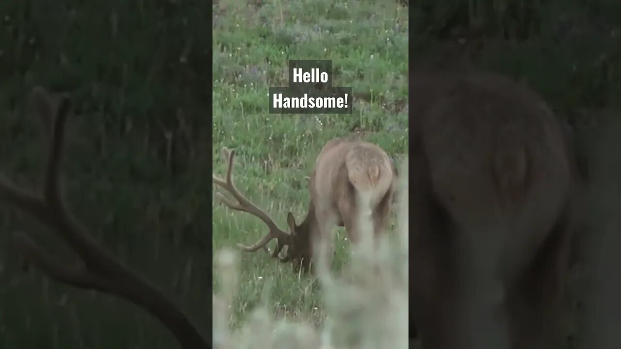 Hello Handsome!! #elk #elkhunting #hunting #bull #bullelk #shortsfeed #wyoming #shorts #monster