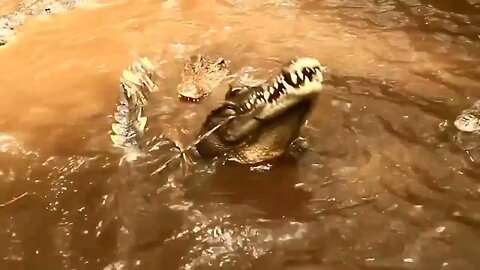 INCREDIBLE WILD ANIMALS CAME ON CAMERA 11 ATTACKS