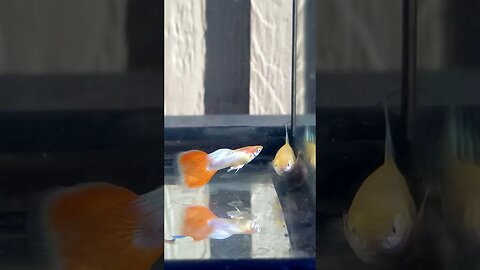 Albino Sunrise Topaz Guppies