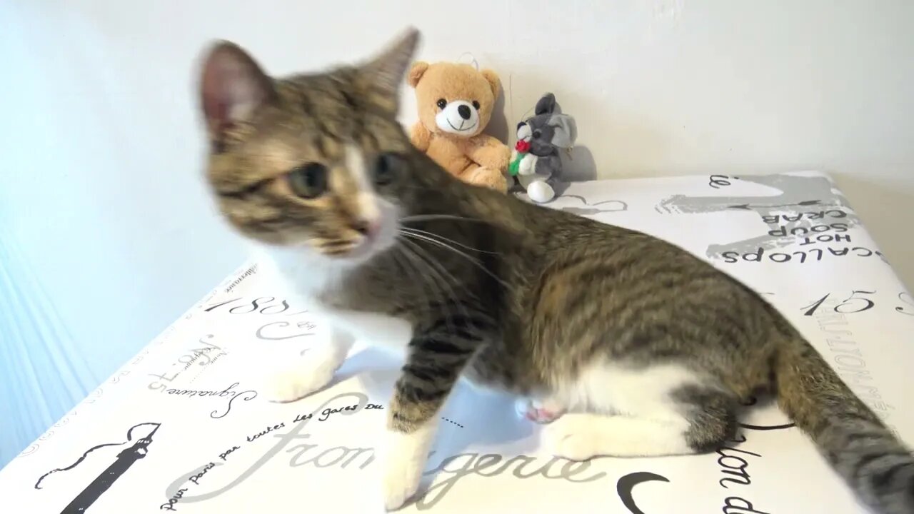 Cat Wants to Know what Is on the Plate