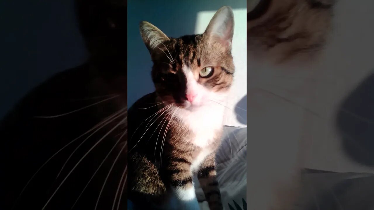 Sweet Kitten Looks up #shorts