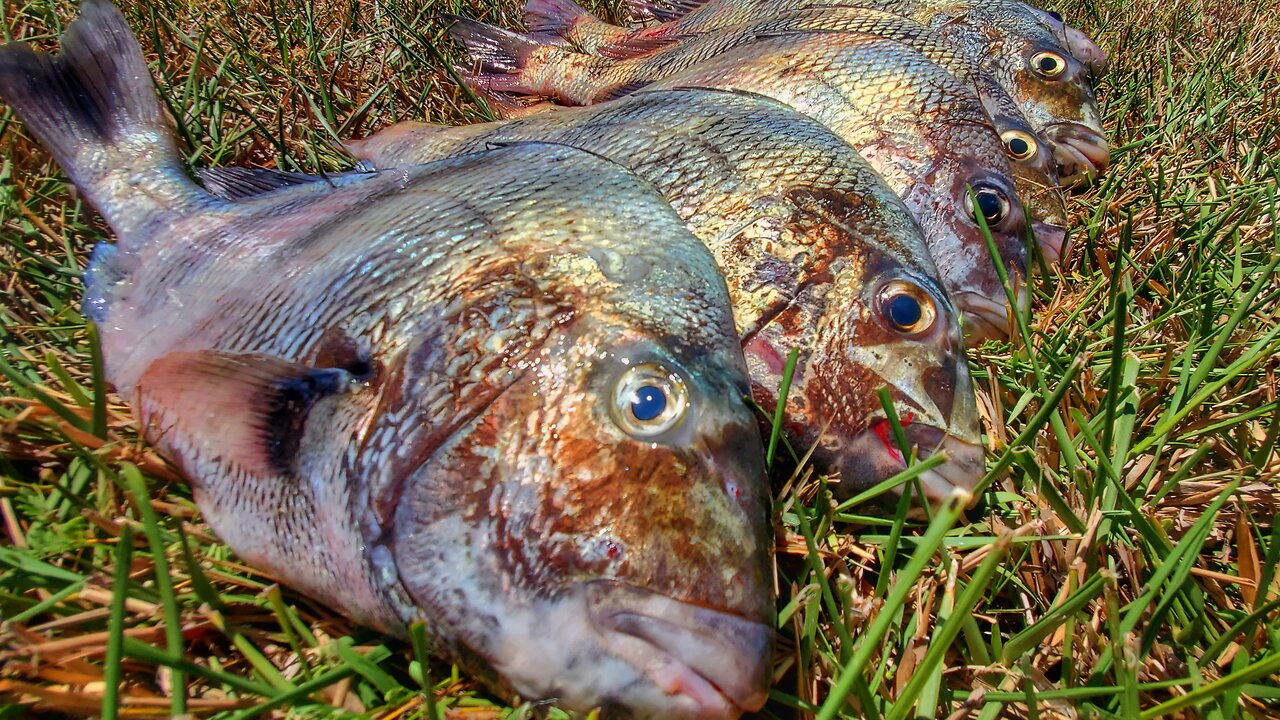 Microfishing For Saltwater Jetty STUDS!