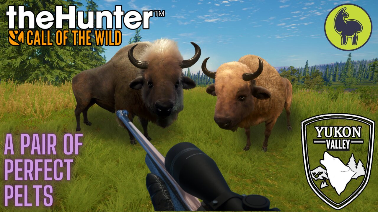 A Pair of Perfect Pelts, Yukon Valley | theHunter: Call of the Wild (PS5 4K)