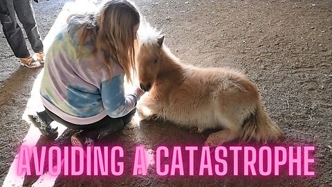 How We Avoided A Catastrophe With Our Horses!