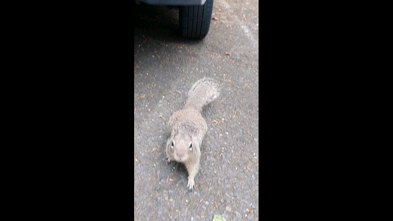 Squirrels at Bush Barn art center and gardens