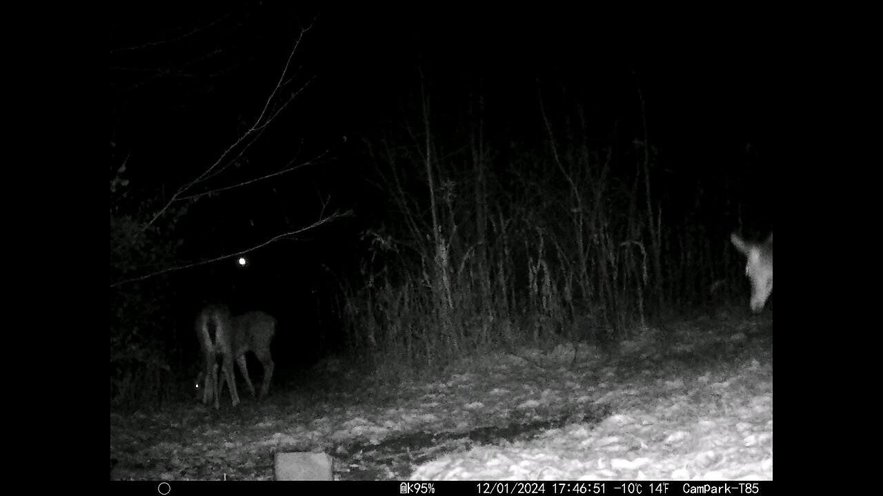 Deer Cam 12-01-2024