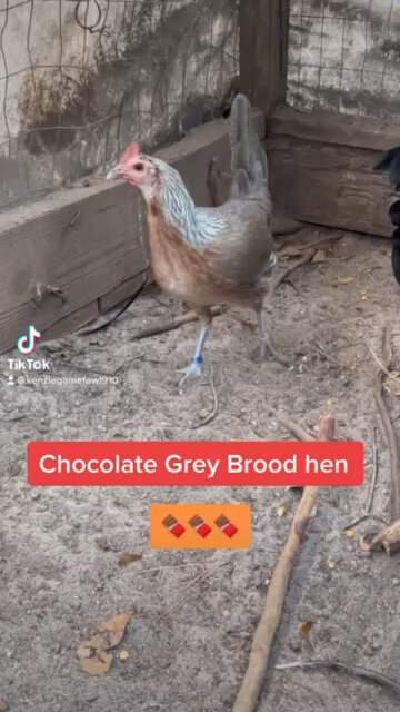 Chocolate 🍫 Grey Brood Hen
