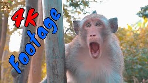 4K Quality Animal Footage - Monkeys Beautiful Scenes Episode 22 | virus monkey