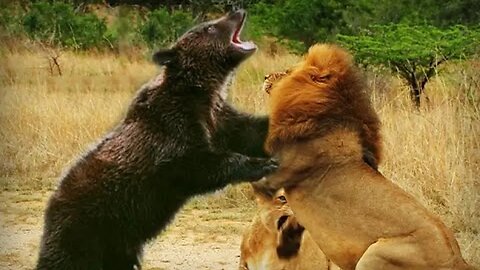 A short fight between Lion vs black Bear, and won by