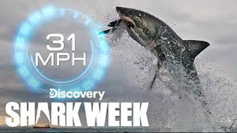 A Record Shattering Shark Breach! Shark Week