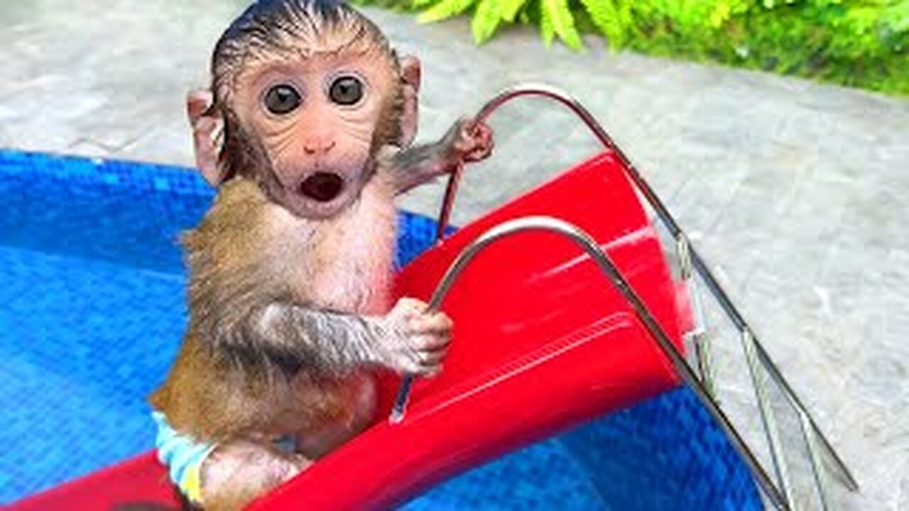 Baby Monkey Bon Bon bath in the toilet and is obedient farmer to take care of puppy and duckling