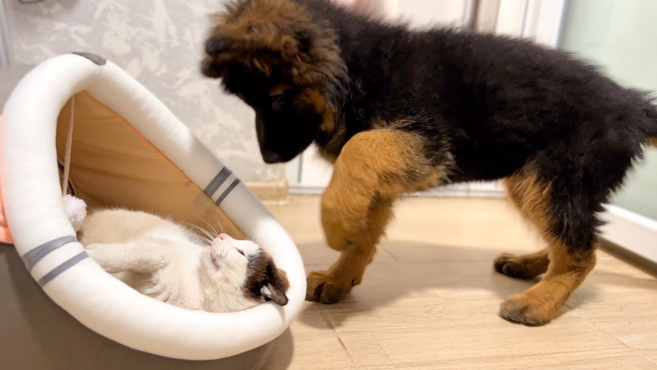 German Shepherd Puppy AWAKENS the Lazy Cat!