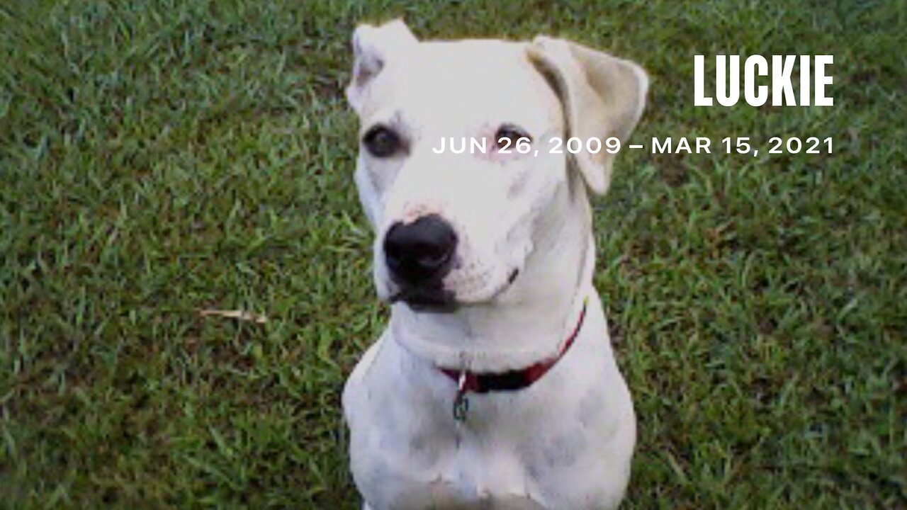Celebrating the Life of Luckie