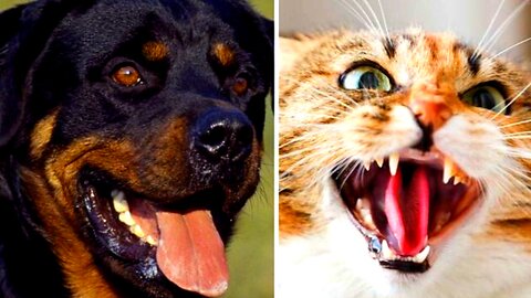 Funniest Animals 2023 ?? Funny Cats and Dogs ???? | Funny Animal Videos 2023#41