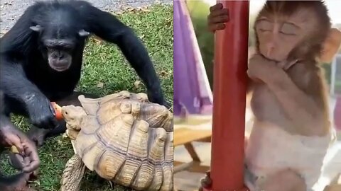 Try not to laugh-funniest monkey's-cute and funny monkey's video