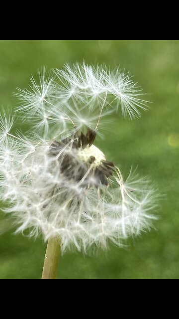 Nature love #environment #shorts #viral #universe