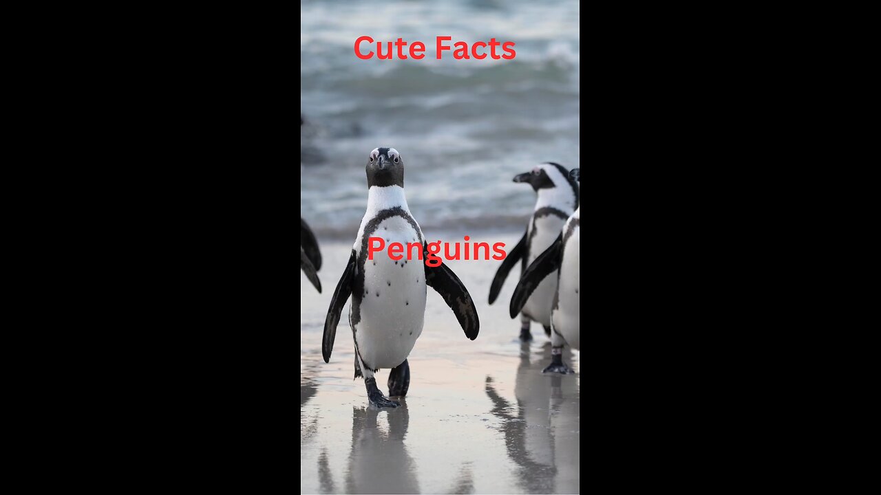 #cutefacts #penguins