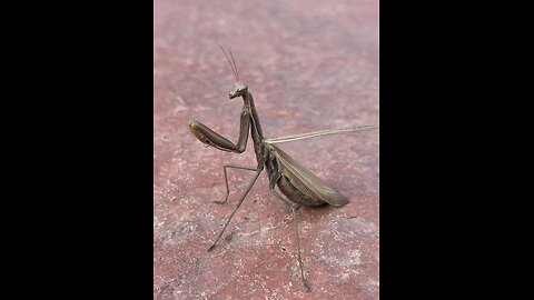 Chihuahua vrs Preying Mantis