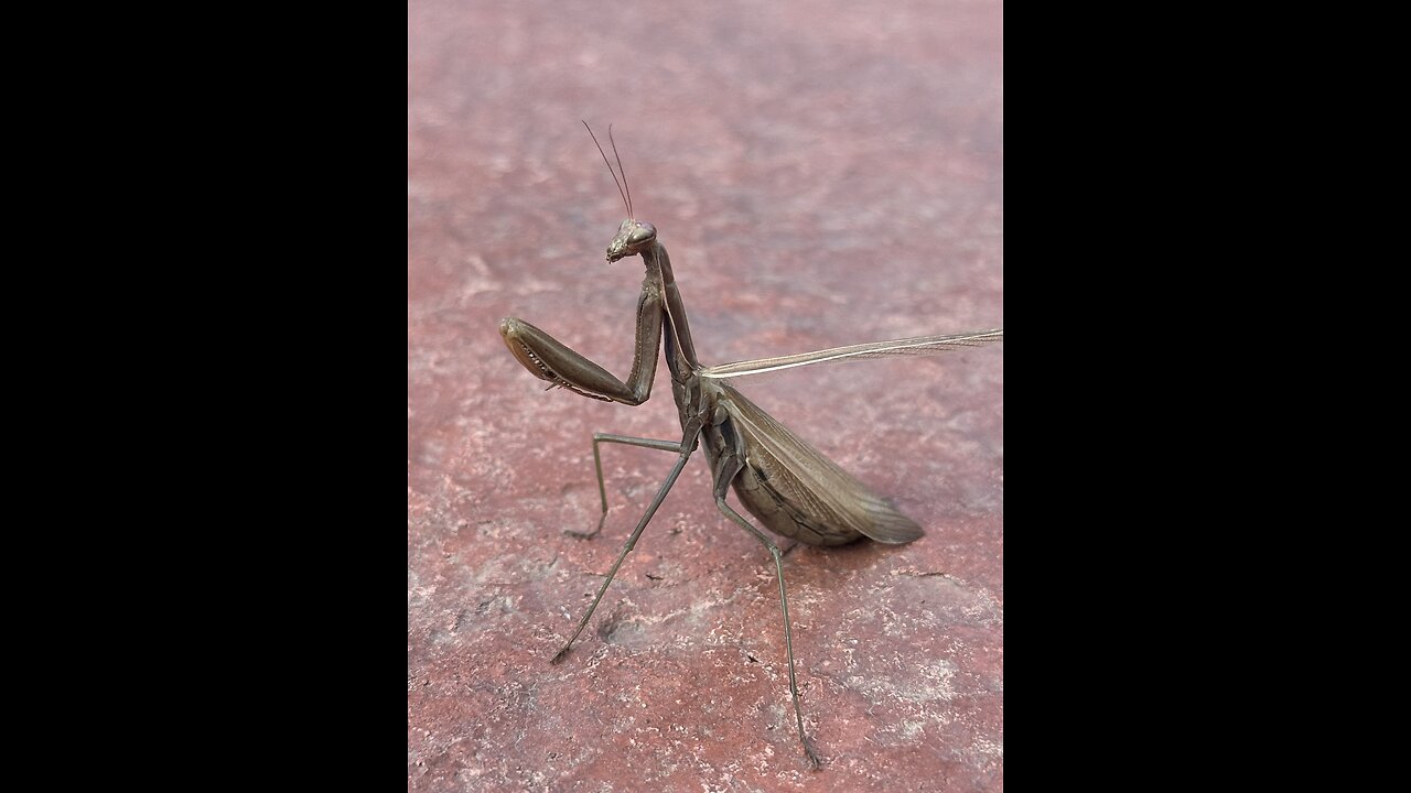 Chihuahua vrs Preying Mantis