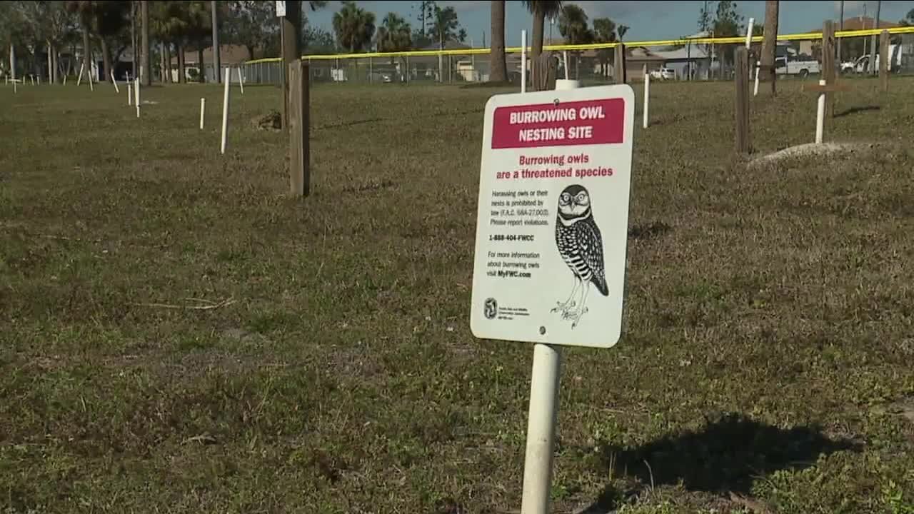 SWFL Burrowing Owl sees its shadow, six more weeks of winter!