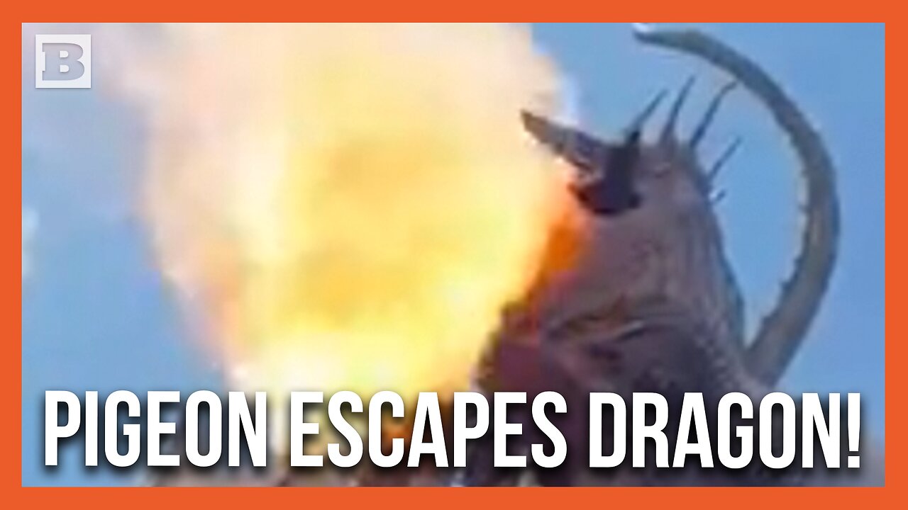 Hero Pigeon Escapes Harry Potter Fire-Breathing Dragon