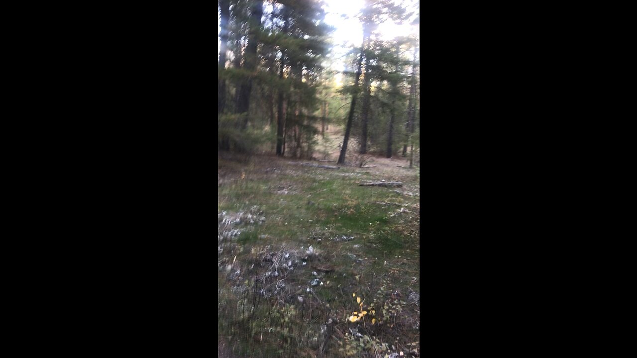 Deer in woods