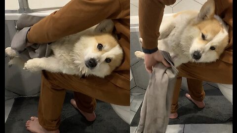 Corgi has a delicate paws wash