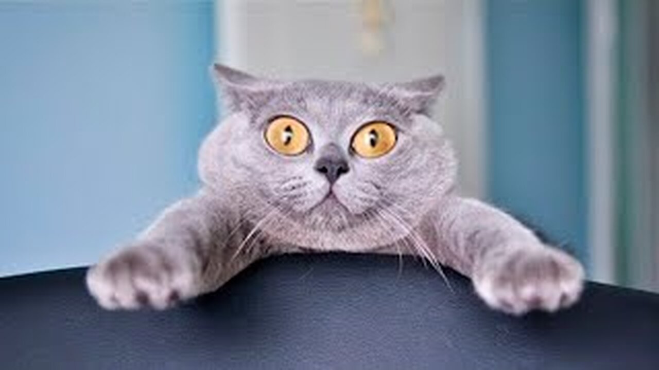 FUNNY CATS 2023 & OTHER ANIMALS / 10 MINUTES OF LAUGHTER / FUNNY ANIMALS 2023 / BEST CAT FUNNY