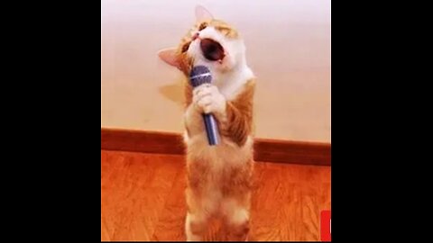 Animals funny moments that made you laugh 😂 part 3