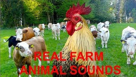 REAL FARM ANIMAL SOUNDS, for children and parents - WITHOUT MUSIC