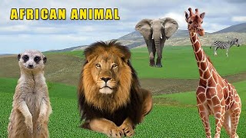 Wild Animals That Live in Africa