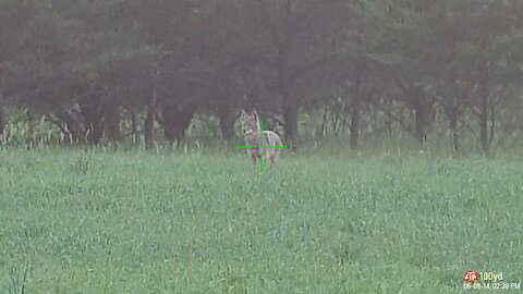 Quick Coyote Hunt with Headshot