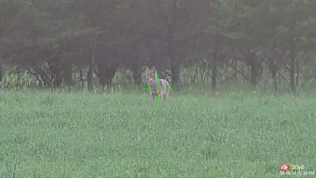 Quick Coyote Hunt with Headshot