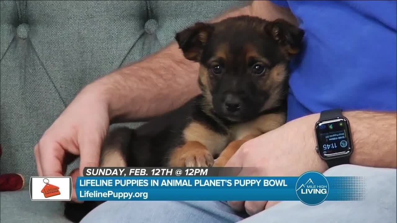 Watch the Puppy Bowl // Lifeline Puppy