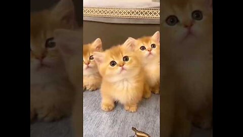 Cat videos cute cats kittens 😻🐾