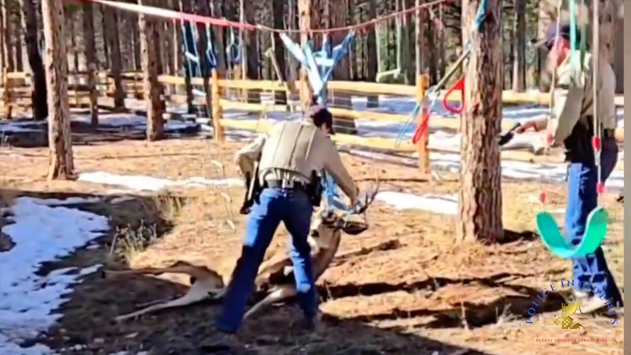 Colorado Wildlife Officers Tase Deer Stuck in Playground Equipment.