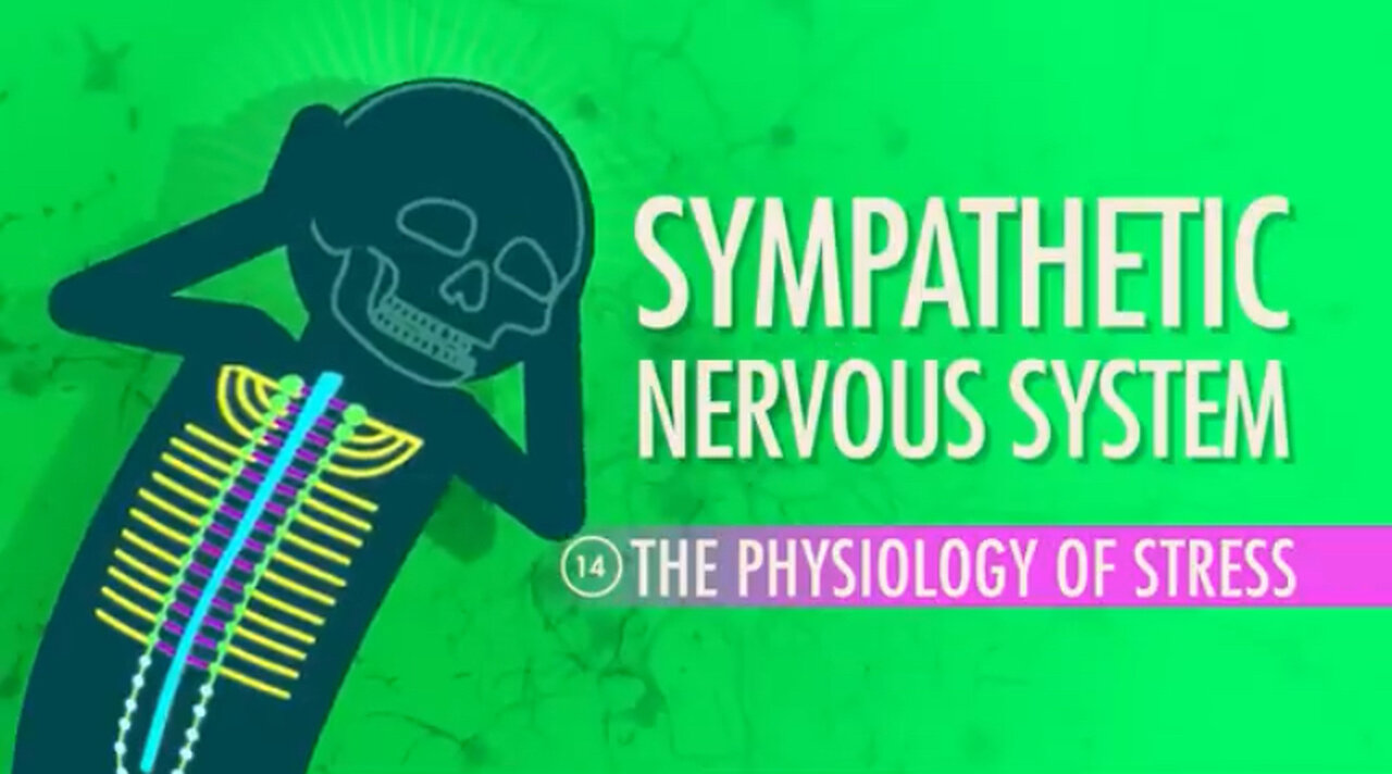 Sympathetic Nervous System: Crash Course Anatomy & Physiology