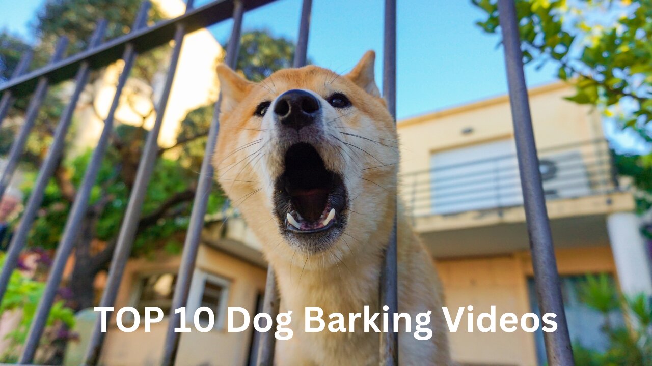 TOP 10 dog barking videos compilation 2023 ♥ Dog barking sound - Funny dogs