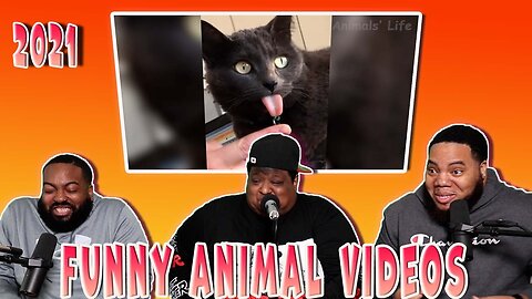 Funniest Dogs And Cats Videos - Best Funny Animal Videos of the year (Try Not To Laugh)