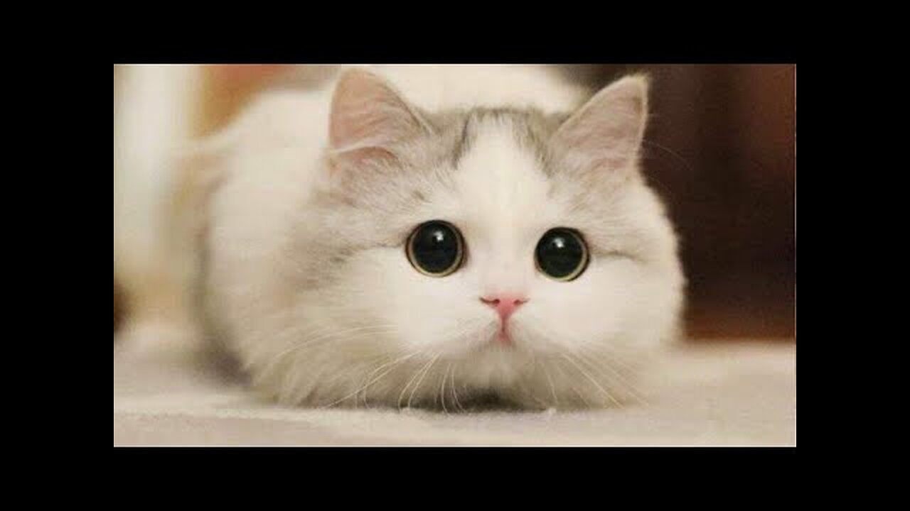 Funniest Cats 😹 - Don't try to hold back Laughter 😂 - Funny Cats Life-Cutest Cats